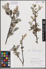 Foto von Salix cantabrica Rech. f.